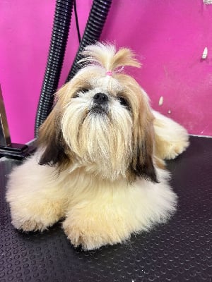 Étalon Shih Tzu - Tenessy (Sans Affixe)