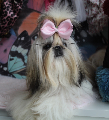 Étalon Shih Tzu - Tshel-sy Des Anges de Batignolles