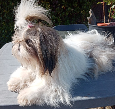 Étalon Shih Tzu - Des Phénix Du Tibet Ursula