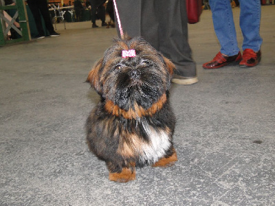 Étalon Shih Tzu - Tabatha du clos des orchidées