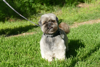 Étalon Shih Tzu - Nan shima dit nestor du moulin de la terasse