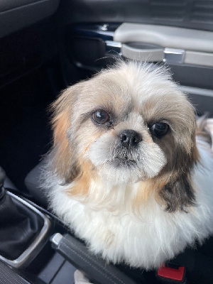 Étalon Shih Tzu - U?daisy de la maison du ryez