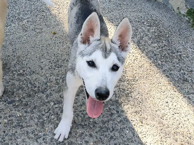 Étalon Siberian Husky - V'lizzie to riders of free spirit