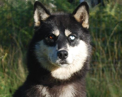 Étalon Siberian Husky - Alcateia Das Neves Sansa