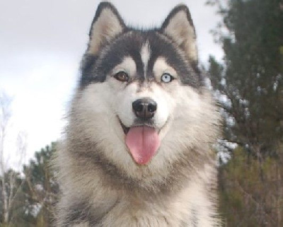 Étalon Siberian Husky - Alcateia Das Neves Utah