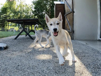 Étalon Siberian Husky - V'chuck to riders of free spirit