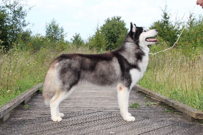 Étalon Siberian Husky - CH. Arkouna Dream's Racoon lover