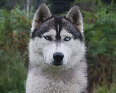 Étalon Siberian Husky - Alcateia Das Neves Ushuaia