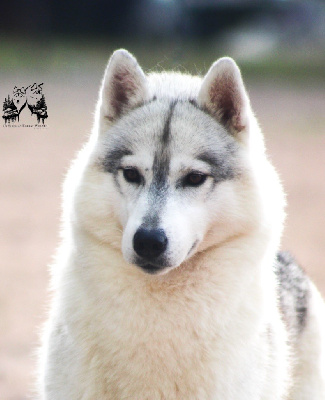 Étalon Siberian Husky - Vice jchfr. saphira magic dragon Of Siberian Forest Wolves