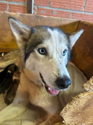 Étalon Siberian Husky - Swan Du Domaine De Mi-loup