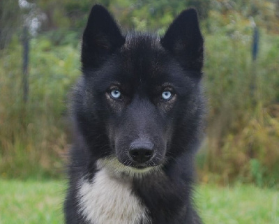 Étalon Siberian Husky - Uanna du royaume de l'or blanc