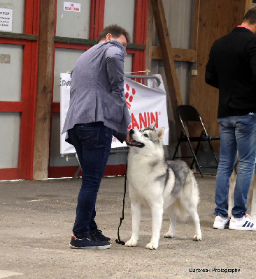 Étalon Siberian Husky - CH. Thorgal Of cool water