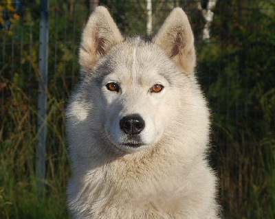 Étalon Siberian Husky - Amarok's Mademoiselle nala