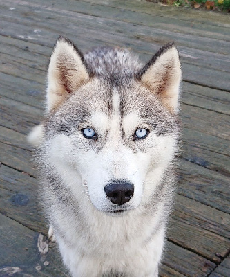 Étalon Siberian Husky - Thémis Of watson lake