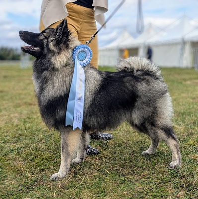 Étalon Spitz allemand - Velvet snout des loups gris d'Occitanie