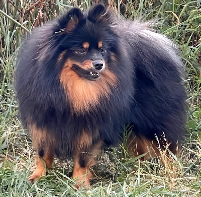 Étalon Spitz allemand - Toundra de sand pam