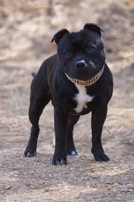 Étalon Staffordshire Bull Terrier - Hunzzy Family Raging bull