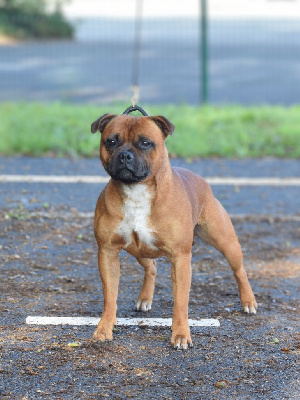 Étalon Staffordshire Bull Terrier - Pome's World United colors