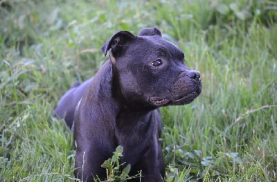 Étalon Staffordshire Bull Terrier - Tenessee Du Domaine De Roujus