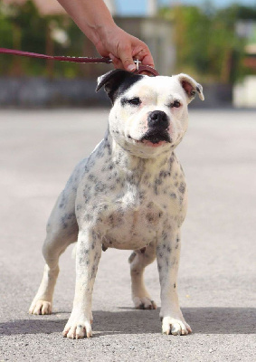 Étalon Staffordshire Bull Terrier - Snow's pearl Du Castel Des Petits Coeurs