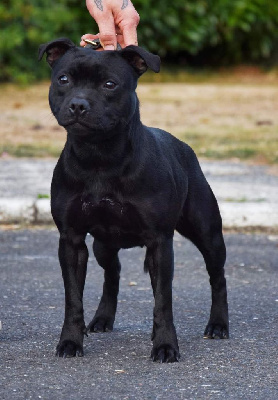 Étalon Staffordshire Bull Terrier - Okoye chastaffblackdevils