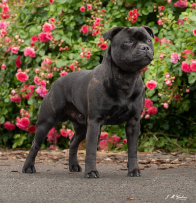 Étalon Staffordshire Bull Terrier - zarlorstar Ultimo omega