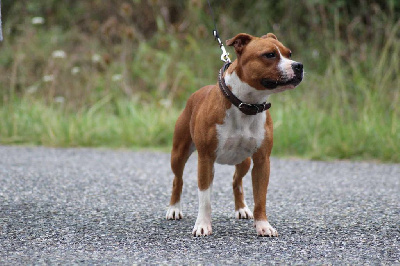 Étalon Staffordshire Bull Terrier - Umbrella lady The Terror Of Bulls