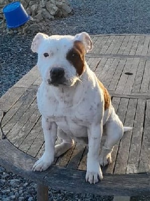 Étalon Staffordshire Bull Terrier - Tonie des crocs d'eben