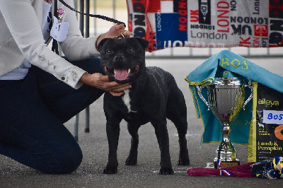 Étalon Staffordshire Bull Terrier - Skillstaff The last dark knight