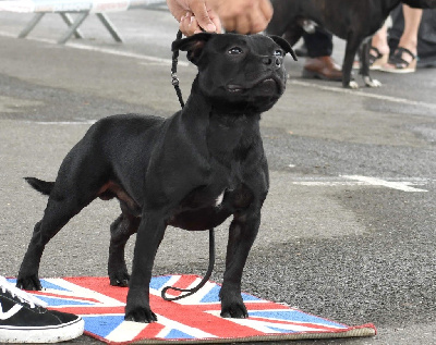 Étalon Staffordshire Bull Terrier - forever bull Incredible