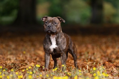 Étalon Staffordshire Bull Terrier - Uppercut Du Temple Des Gladiator'x