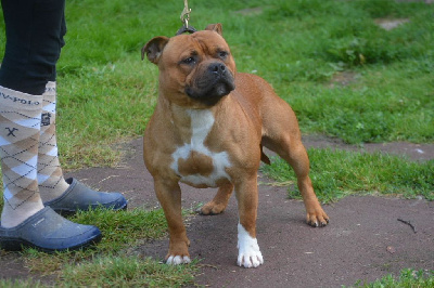 Étalon Staffordshire Bull Terrier - U'rolex De La Furia Roja