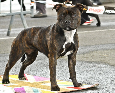 Étalon Staffordshire Bull Terrier - Unity De Celtic's Madinina