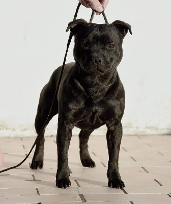 Étalon Staffordshire Bull Terrier - Pablo chastaffblackdevils