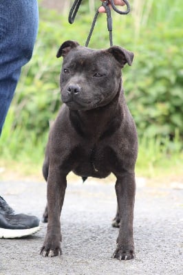 Étalon Staffordshire Bull Terrier - Ultra beautiful girl of Atomic Dog