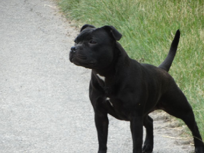 Étalon Staffordshire Bull Terrier - CH. shades of blues Sparkles in your eyes