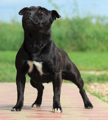 Étalon Staffordshire Bull Terrier - Saiian supa crew Of Black Lovely Staffie