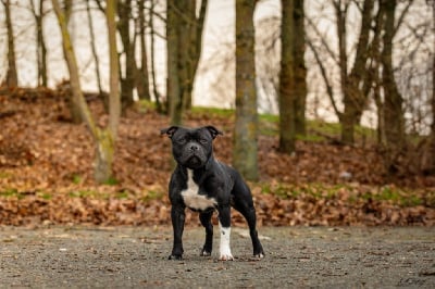 Étalon Staffordshire Bull Terrier - CH. Twister black storm The Dream Of Lou Ann