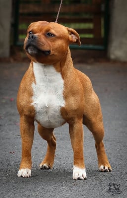 Étalon Staffordshire Bull Terrier - Multi jch. the new cracker House Of Warrior