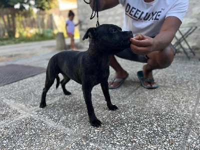 Étalon Staffordshire Bull Terrier - Vixen Des Larmes De Bès