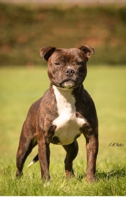 Étalon Staffordshire Bull Terrier - Story by love Of Infinity Dream’s Empire