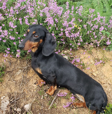 Sheyenne du Domaine de la Flammelière