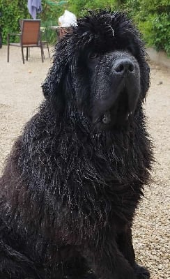 Étalon Terre-neuve - Ruby du domaine de goes kuard Des Ours Noirs Du Puits D'Havenat