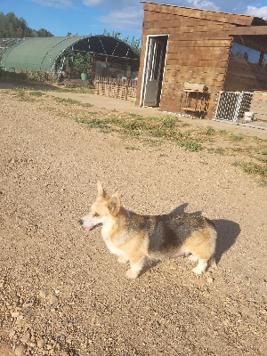 Étalon Welsh Corgi Pembroke - Sarya ONITSHA'S