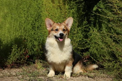 Étalon Welsh Corgi Pembroke - Boomer grand life energy