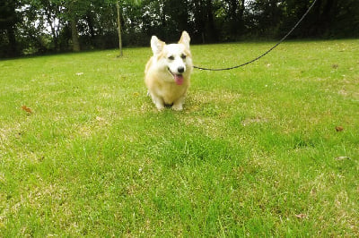 Étalon Welsh Corgi Pembroke - Saturday night fever de la Ferme du Rotour