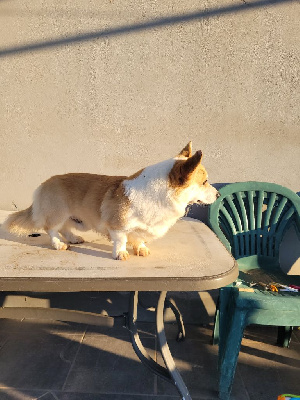 Étalon Welsh Corgi Pembroke - Nash Du Roc Del Fouich