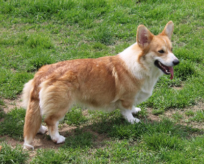 Étalon Welsh Corgi Pembroke - Terre-du-milieu galadriel du Domaine D'Arinella Bianca