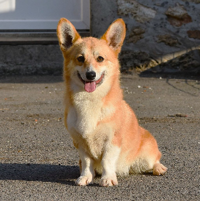 Étalon Welsh Corgi Pembroke - T'juliette des Croisades de Tyam