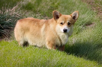 Étalon Welsh Corgi Pembroke - Edgar the pearl of tabula rasa